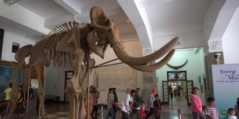 Replika fosil Gajah Blora (Elephas hysudrindricus) koleksi Museum Geologi Bandung, Jawa Barat, Selasa (24/6/2014). Merupakan gajah purba setinggi empat meter yang berasal dari era 250.000 - 200.000 tahun silam. Diangkat dari tanah lempung tepi Bengawan Solo pada 2009.