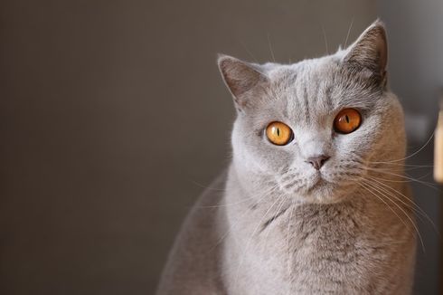 8 Fakta Unik Kucing British Shorthair