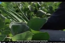 Pesona Dibalik Eceng Gondok, Belajar dari TVRI 15 Mei 2020