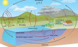 Daur Biogeokimia, Penjelasan Lengkap Setiap Daurnya