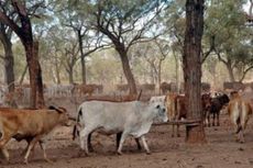 Alami Kekeringan, Australia Perbolehkan Gembalakan Sapi di Daerah Militer