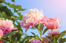 Simak, Begini Tips Menanam Bunga Peony