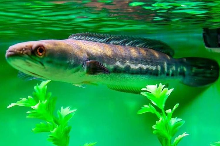Ikan toman atau Chana Micropeltes, predator air tawar di sungai Kalimantan.