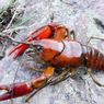 Pakar IPB University Dorong Hilirisasi Industri Lobster Nasional
