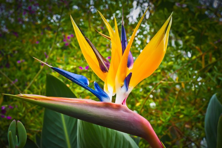 Ilustrasi tanaman hias bunga Bird of Paradise.