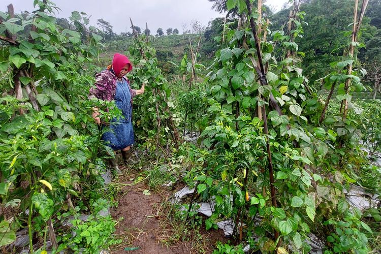 Gangguan Monyet Ekor Panjang Hampir Merata di Jateng, Warga Diminta Waspada