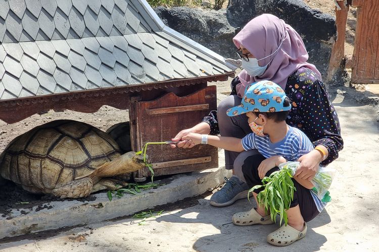 Pengunjung memberi makan satwa di Solo Safari.