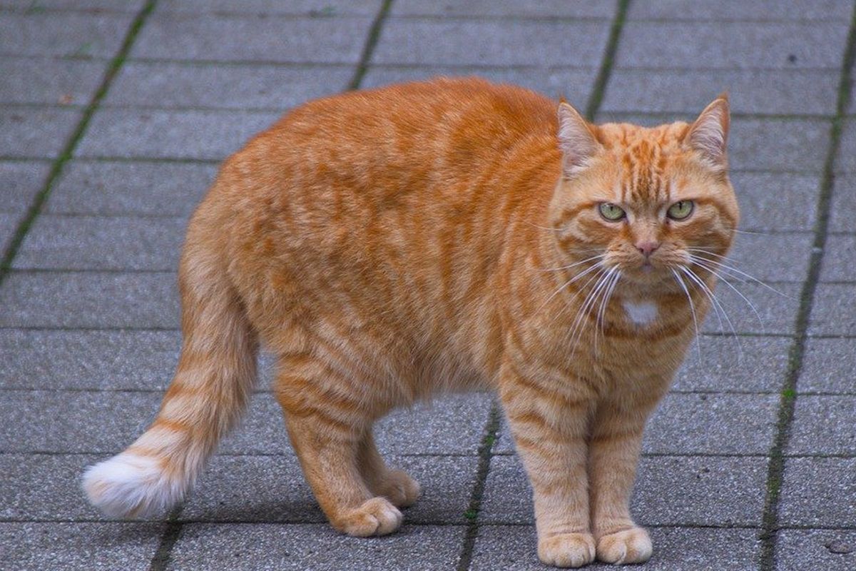 Jika ketika menatap sambil ekornya turun dan pupilnya mengecil, bisa jadi kucing tengah marah dan terganggu privasinya.