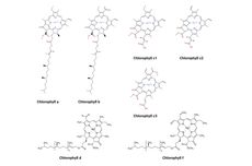 Jenis-jenis Klorofil