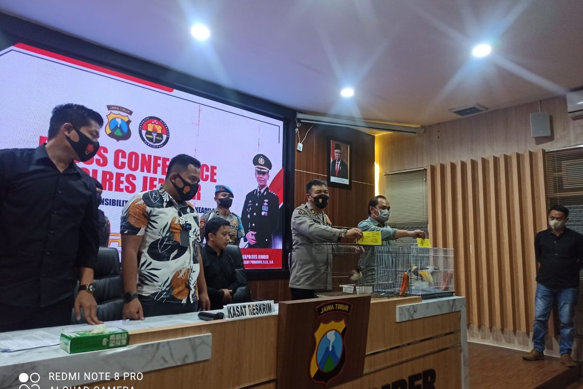 Dua burung cendrawasih yang merupakan satwa dilindungi diamankan Polres Jember 
