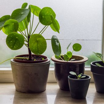 Pilea Peperomioides.