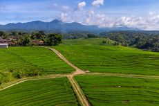 Wonogiri Rasa Ubud, Indahnya Hamparan Sawah Desa Slogoretno, Jatipurno