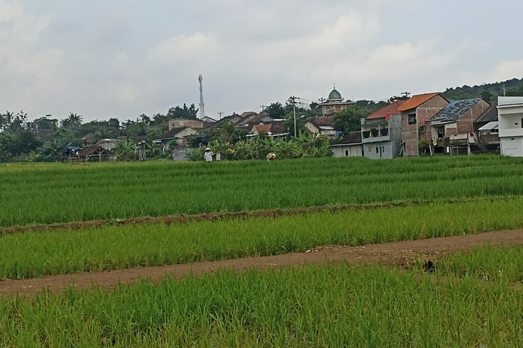 Lahan pertanian di Tambangan, Mijen Semarang, Jawa Tengah. Selasa (5/3/2024).