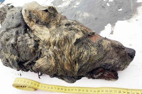 Ilmuwan Temukan Kepala Serigala Raksasa, Masih Utuh Setelah 40.000 Tahun