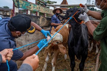 Ribuan Sapi di Jawa Timur Terinfeksi Penyakit Mulut dan Kuku