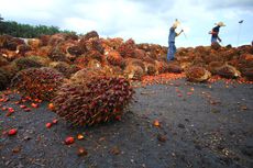 Harga TBS Sawit di Mukomuko Naik hingga Rp 100 Per Kg