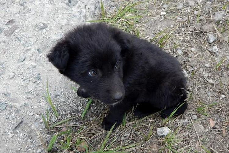 Anak anjing yang hidup di kawasan Chernobyl, Ukraina. (Solo East via The Guardian)