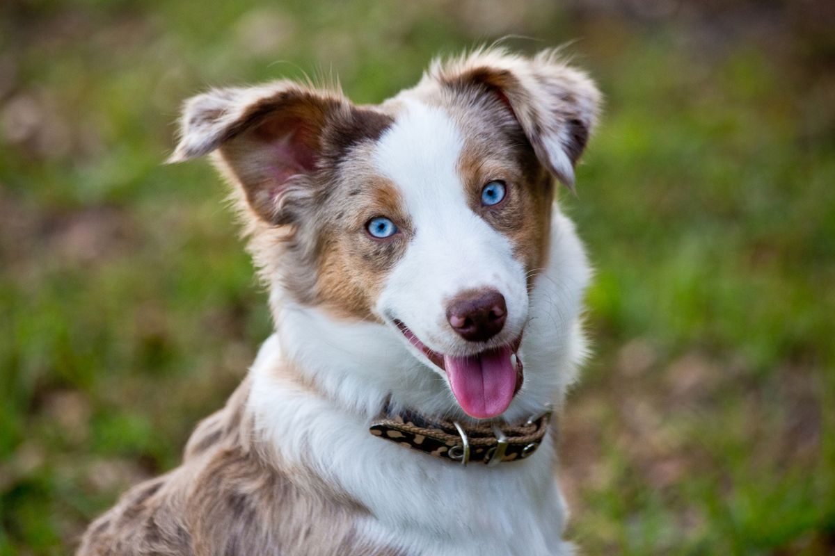 Ilustrasi anjing Australian shepherd. 