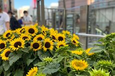 Cara Menanam Bunga Matahari di Balkon, Praktis dan Dekoratif