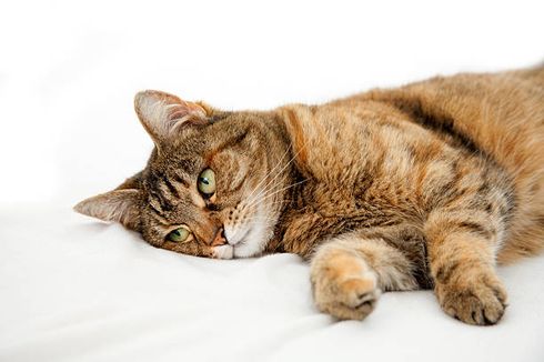 5 Cara Mengatasi Kucing Peliharaan yang Sedang Stres