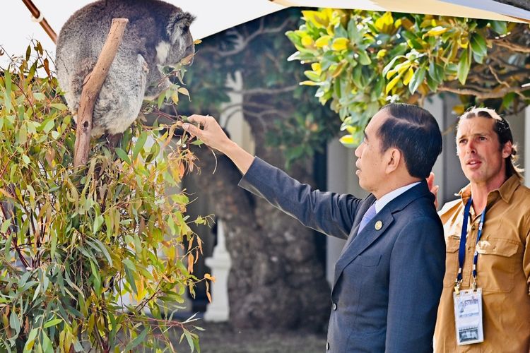 Presiden Joko Widodo saat berinteraksi dengan koala (Phascolarctos cinereus) saat menghadiri jamuan makan siang di sela-sela Konferensi Tingkat Tinggi (KTT) Khusus ASEAN- Australia di Australia, Rabu (6/3/2024). 