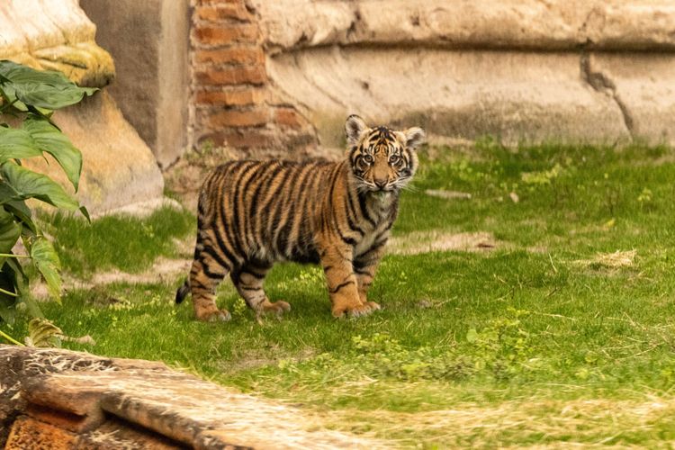 Bakso, Bayi Harimau Sumatera yang Tampil di Disney Animal Kingdom.