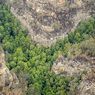 Misi Rahasia Damkar Australia Selamatkan “Pohon Dinosaurus” Langka dari Kebakaran