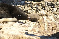 Antartika Berduka, Ribuan Anak Penguin Mati Kelaparan