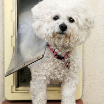 Ilustrasi pintu khusus anjing di rumah.