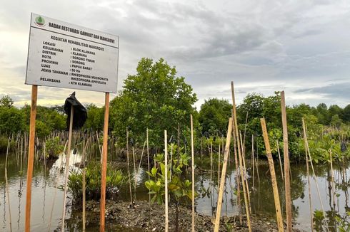 Pemerintah Luncurkan Peta Mangrove Nasional untuk Keperluan Rehabilitasi Lingkungan