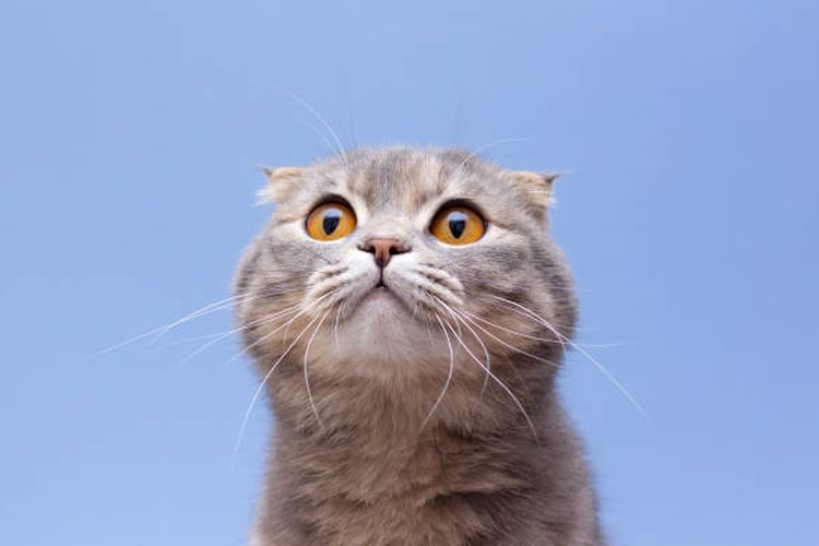 ilustrasi ras kucing scottish fold
