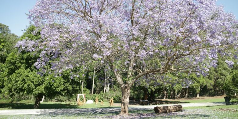 Suasana OReillys Grand Homestead and Vineyard di Australia.