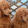 7 Ras Anjing Berbulu Cokelat yang Populer dan Menggemaskan