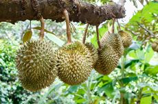 4 Ciri Buah Durian yang Kekurangan Unsur Hara