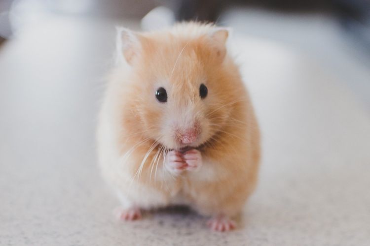 Hamster juga dapat memicu reaksi alergi, misalnya karena kandangnya yang jarang dibersihkan.