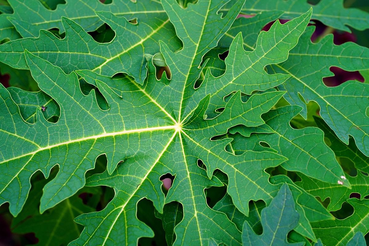 Kloroplas, sebuah organel dalam tanaman yang bertanggung jawab untuk melakukan fotosintesis terdapat di dalam daun hijau.