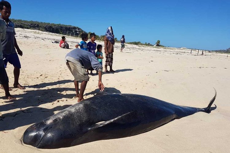 PHOTO:Paus terdampar di Pantai Lie Jaka dan Pantai Be Kelurahan Ledeunu, Kecamatan Raijua, Kabupaten Sabu Raijua, Nusa Tenggara Timur (NTT)