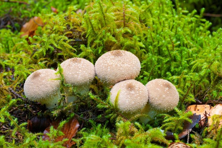 Ilustrasi jamur tumbuh di rumpu atau kebun.