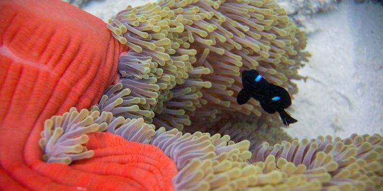 Ilustrasi terumbu karang (coral reefs)
