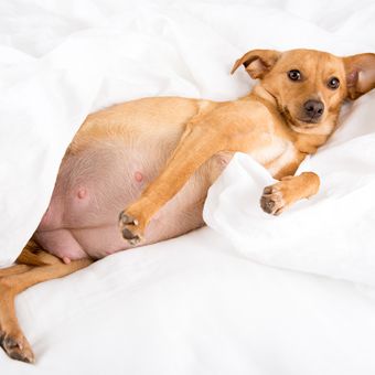 Ilustrasi anjing hamil.