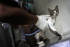 23 Kucing di Pasar Barito Disuntik Vaksin Rabies