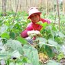 Cerita Petani di Bandung Sukses Tanam Buncis Kenya hingga Tembus Pasar Singapura