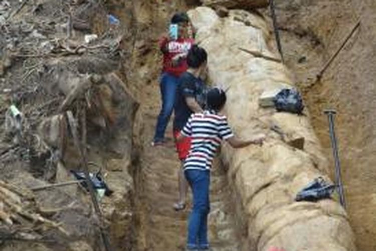 Fosil ulin sepanjang 40 meter ditemukan di Kukar