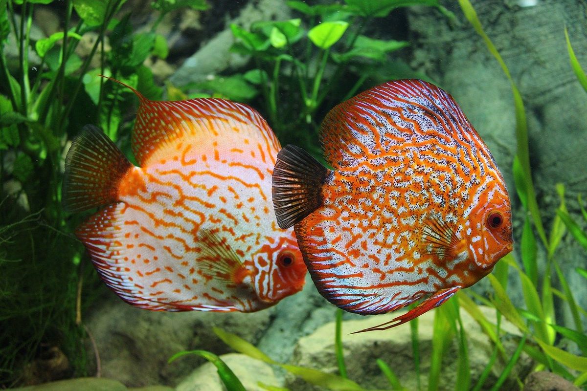 Dua ekor ikan berenang di akuarium aquascape.