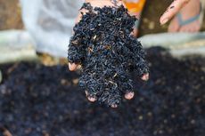 Cara Membuat Biochar Sekam Padi, Mudah dan Murah