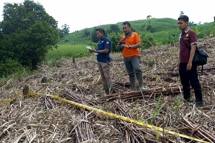 Lokasi penemuan tulang belulang kakek Kasiran (75) di lahan tebu Desa Ngeni, Kecamatan Wonotirto, Kabupaten Blitar, Rabu (7/12/2022).