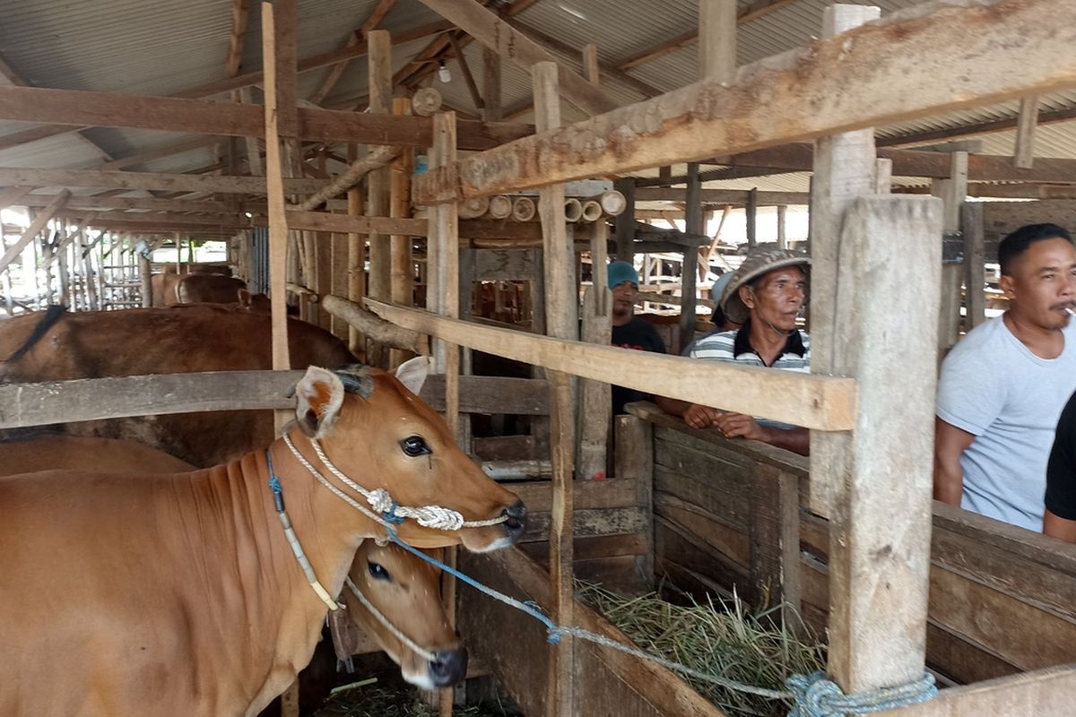 Petani Ternak di Reyan Baru Lombok Barat