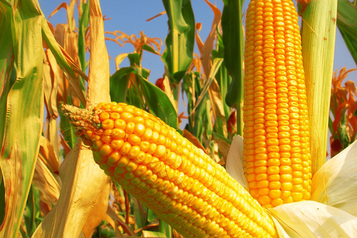 Ilustrasi tanaman jagung, menanam jagung, budidaya jagung.