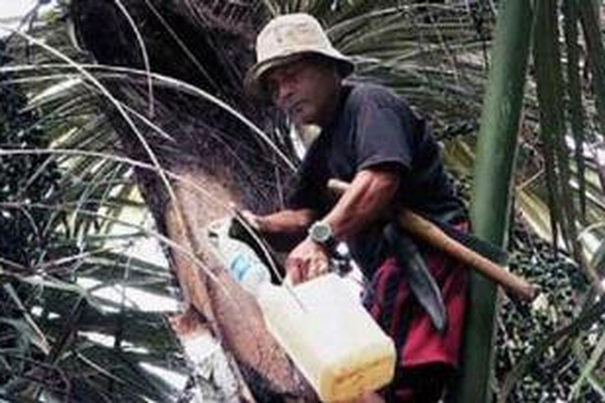 Yusuf Wungouw, petani gula aren di Kelurahan Lahendong, Kecamatan Tomohon Selatan, Kota Tomohon, Sulawesi Utara, Senin (30/7/2012), menyadap nira di atas pohon aren miliknya. Dari hasil sadapan pohon aren ini, ia mampu menyekolahkan anaknya hingga ke perguruan tinggi.