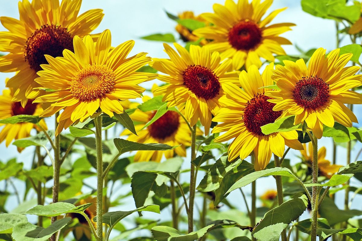 Ilustrasi bunga matahari.